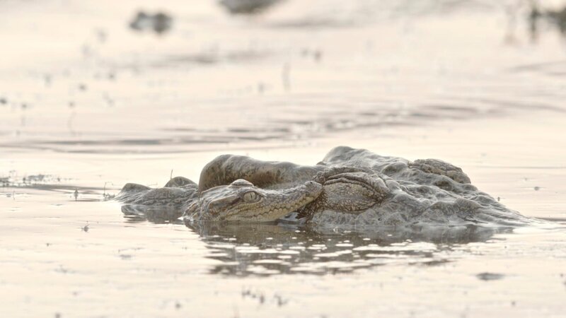 Siam-Krokodil Weibchen mit Jungtier. – Bild: ORF/​ARTE/​Doclights/​NDR Naturfilm/​Skyland Productions/​Flying Pangolin Film/​Catkin Media /​ Das Siamkrokodil ist eine der kleinsten Krokodilarten der Welt.