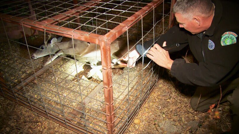 Randolph McGhee versucht, ein Reh zu befreien, das in einer Wildschweinfalle festsitzt – Bild: Warner Bros. Discovery