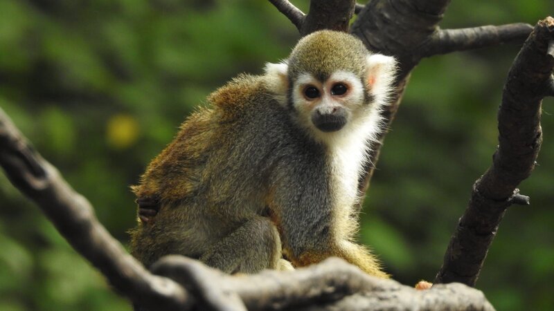 Squirrel Monkey – Bild: Discovery Communications