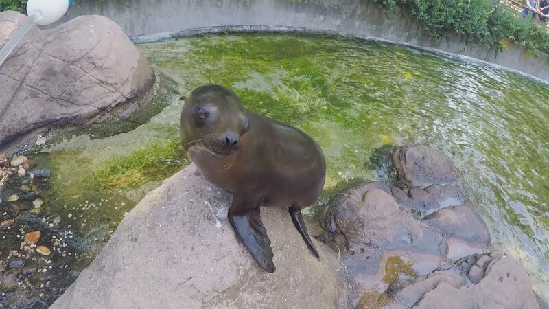 Sea lions playing. – Bild: Animal Planet