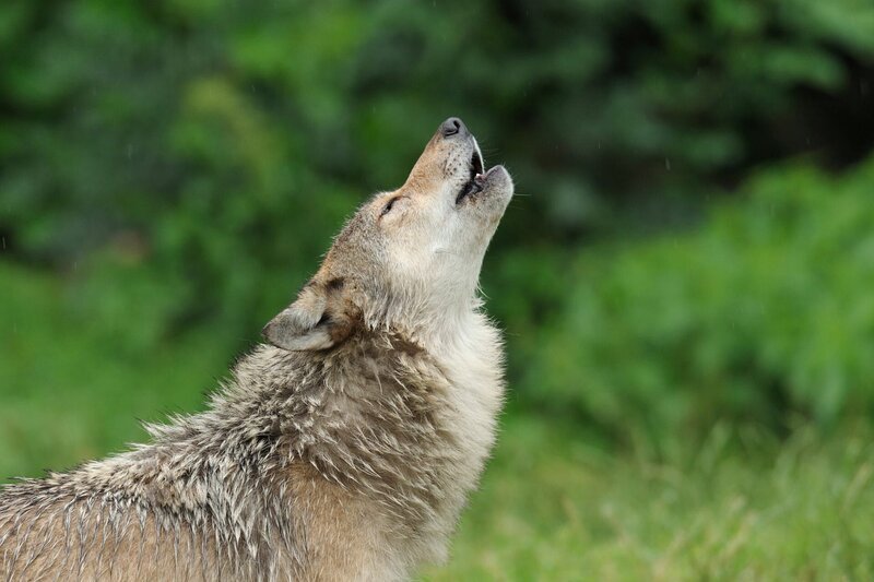 Heulender Wolf. Wölfe leben in Rudeln, die meist aus Familienbänden bestehen. Sie haben ein ausgeprägtes Sozial und Territorialverhalten. Das Wolfsheulen ist fester Bestandteil seiner Kommunikation mit seinem Rudel – beispielsweise bei der Jagd und oder der Paarungssuche. Ihre Territorien befinden sich in Mittel- und Nordeuropa, Nordamerika und in weiten Teilen Asiens. – Bild: ORF/​ZDF/​shutterstock/​Red Squirrel