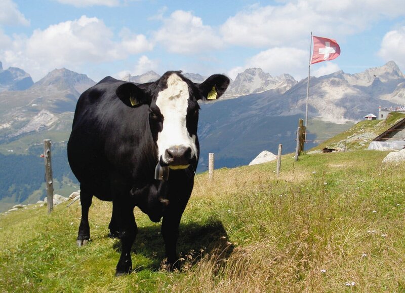 NETZ NATUR Kuh-Schweiz? Kuhschweiz: Das Schweizer Nationaltier hat seine Hörner verloren – Bild: SRF