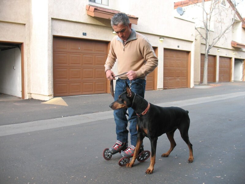 Der einjährige Dobermann-Mischling ist aggressiv und angriffslustig. Kann Hundeflüsterer Cesar Millan den Hund zur Vernunft bringen? – Bild: Rive Gauche Intern. Television Lizenzbild frei