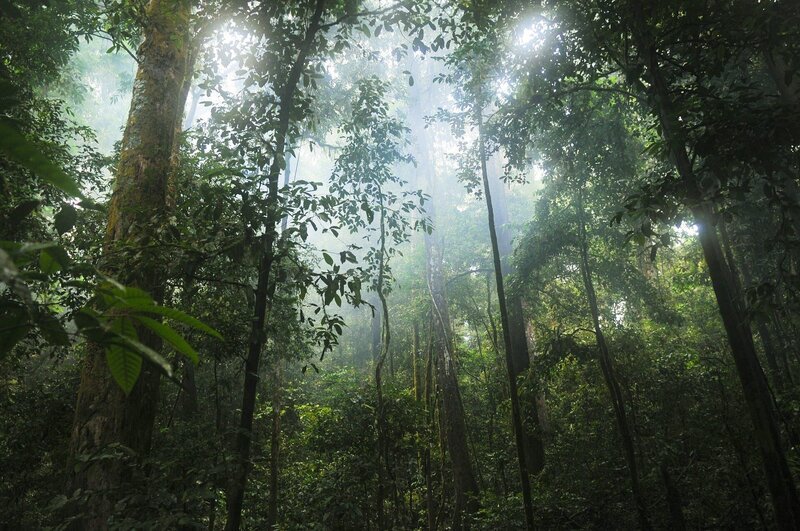 jungle, forest, trees, green, nature, tropical, foliage, environment, lush, wild, rainforest, exotic, flora, growth, sunlight, rays , – Bild: CC0 Creative Commons Free for commercial use No attribution required