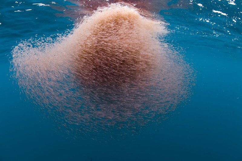 Der Blauwal ernährt sich u.a von Plankton, den er mithilfe seiner Barten aus dem Meerwasser filtert. – Bild: ARTE F /​ © Galatée films/​Richard Hermann