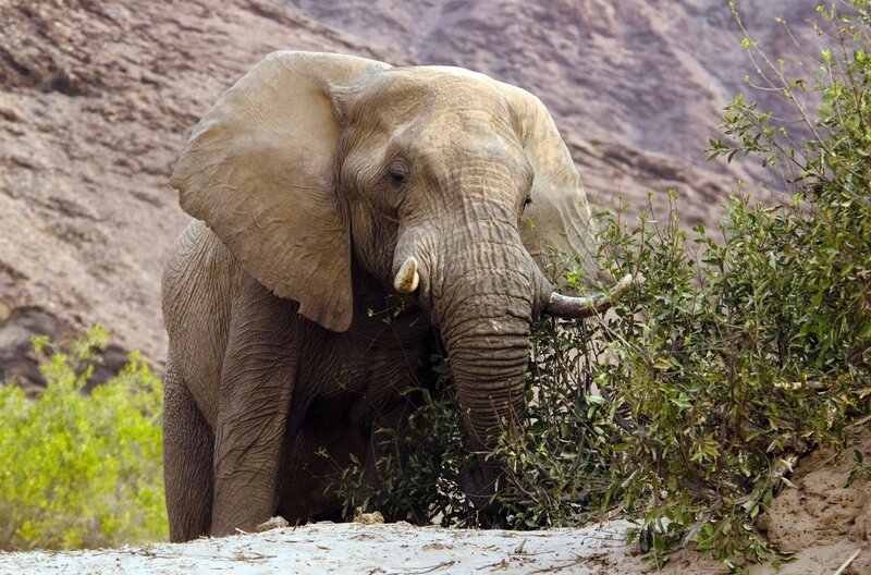 Die spärliche Vegetation im Flussbett ernährt die seltenen Wüstenelefanten. – Bild: phoenix/​ZDF und Hardus Vermaak
