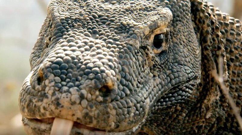 Zu den eindrucksvollsten „Drachen“ zählt der Komodowaran: Seine Länge von fast drei Metern und ein Gewicht von über 70 Kilo machen ihn zu einem furchterregendem Raubtier. – Bild: phoenix/​ZDF
