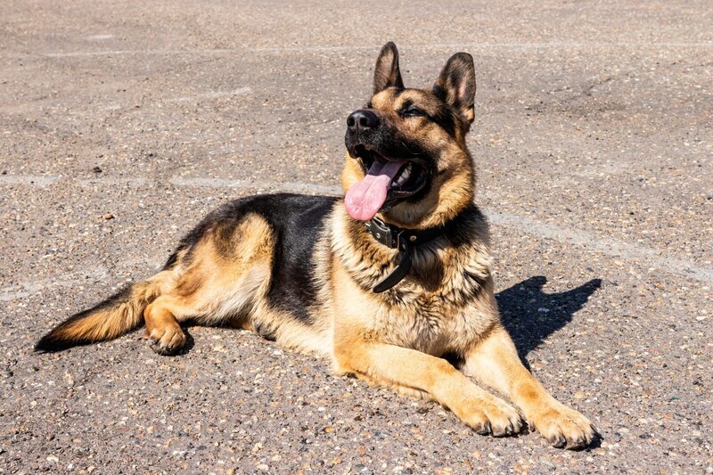 police dog. German shepherd training – Bild: shutterstock