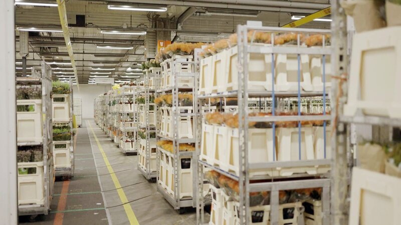 Aalsmeer in Holland. – Bild: ORF/Neulandfilm Aalsmeer in Holland. – Bild: ORF/Neulandfilm