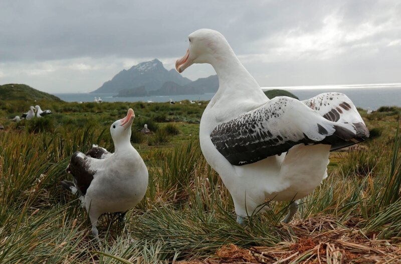 Wanderalbatrosse in der weltgrößten Brutkolonie auf Bird Island, Südatlantik. – Bild: BR/​Roland Gockel