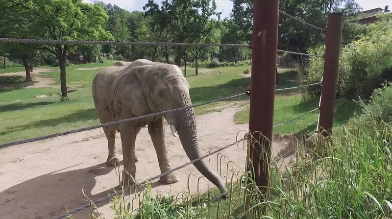 Elefant Tamo aus dem Kronberger Opel-Zoo steht das große Wiegen bevor. – Bild: BR/​HR