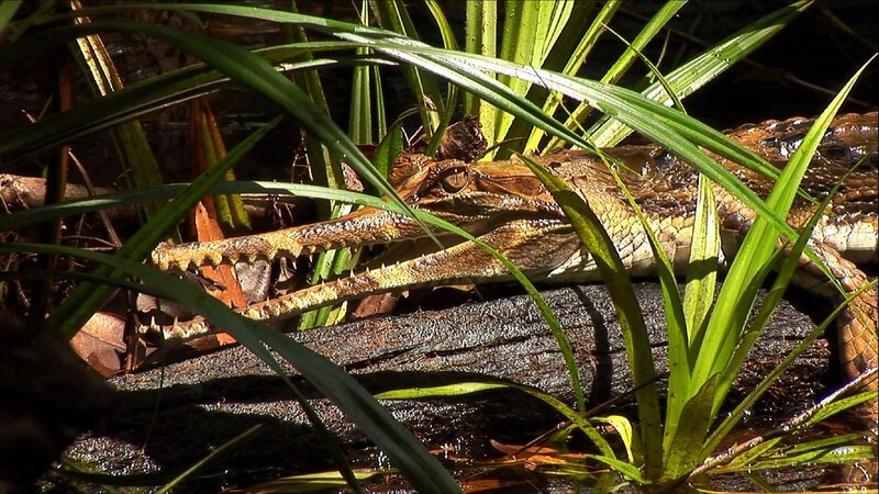 Versteckt und zurückgezogen lebt der Sunda-Gavial in den letzten Sumpfwäldern Südostasiens. Trotz seiner beachtlichen Größe ist kaum etwas über das Krokodil mit der langen Schnauze bekannt. – Bild: BR/​Pauli Hien