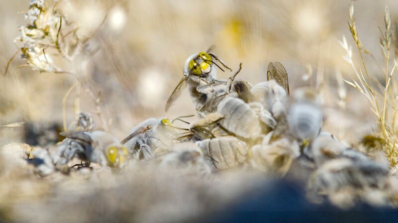 Eine männliche „Baggerbiene“ kämpft mit Konkurrenten, um sich mit dem Weibchen zu paaren, das gerade aus der Erde kommt. – Bild: NDR/​Doclights Naturfilm/​Silverback Films