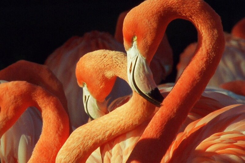 Fabelhafte Farbenpracht Flamingos erhalten ihre pinke Farbe durch die Nahrung. SRF/​Terra Mater Factual Studios – Bild: SRF1