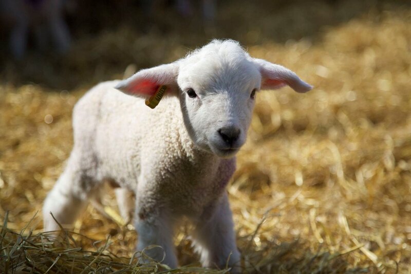 Lamb in barn, South Wales Mountain – Bild: Oxford Scientific Films