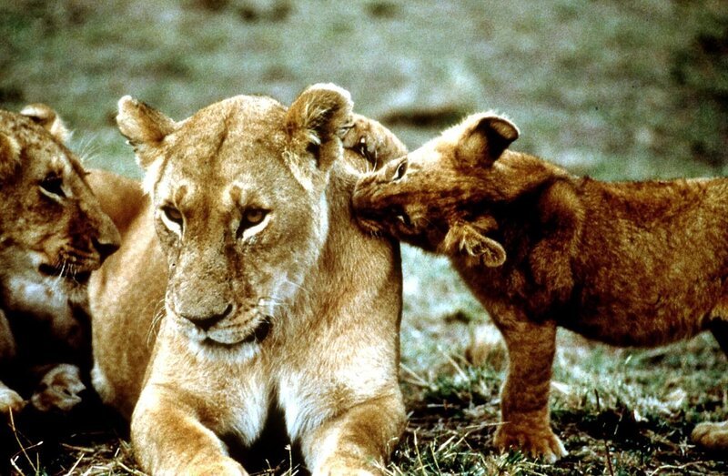 Den jungen Löwen droht nur wenig Gefahr, da ihre Mütter sie mühelos verteidigen können. – Bild: Super RTL