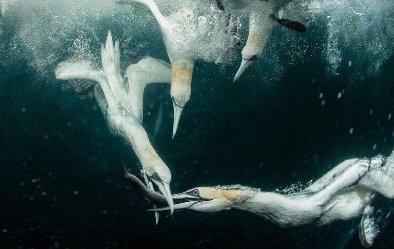 Basstölpel fangen Fische unter Wasser. +++ – Bild: RTL /​ Shutterstock /​ Sallye /​ Shutterstock /​ Shutterstock /​ Sallye /​ Liebe & Krieg
