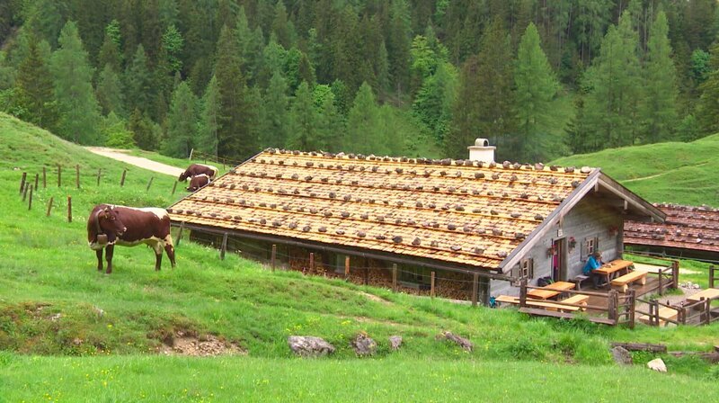 Der Weg vom Bergbauernhof Möslerlehen zur Alm ist 12 km lang. Das alles müssen die Kühe und die Senner zu Fuß laufen, einmal im Jahr hin und zurück. der Familie Wurm im Berchtesgadener Land. – Bild: NDR