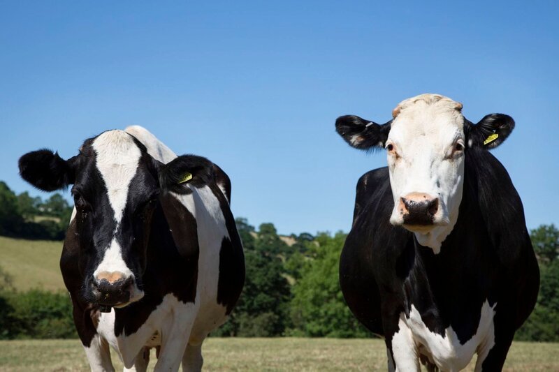 Holstein Kühe – Bild: BBC /​ Oxford Scientific Films