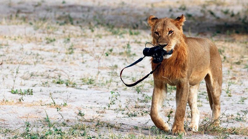 Kameraklau: Ein Löwe versucht sich als Tierfilmer und verschwindet im afrikanischen Busch. – Bild: rbb/​NDR/​Doclights/​Zorillafilm/​Marco Nagel
