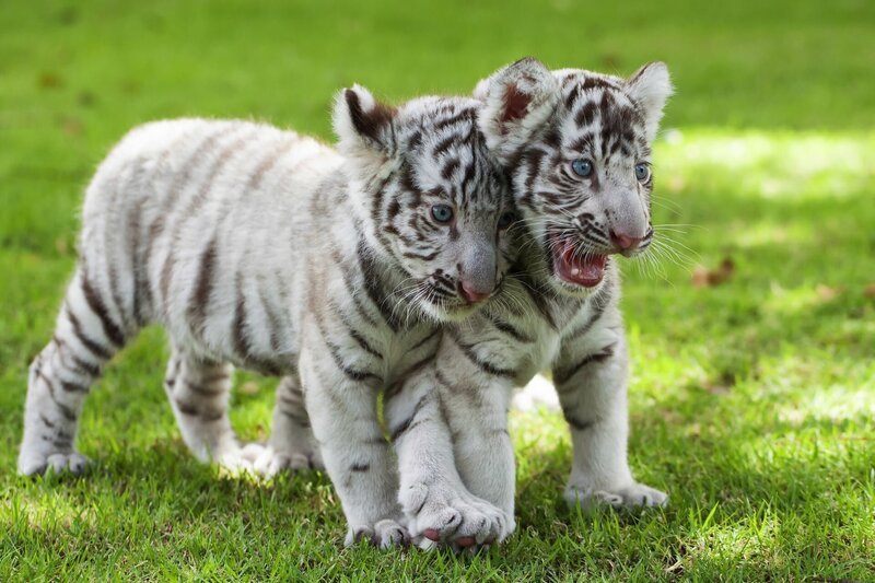 Spielende Weiße Tiger-Babys. Weiße Tiger haben bis zu fünf Jungen pro Wurf, die alle zu Sparringspartnern werden. Wie Hauskatzen-Babys wollen sie nur Quatsch machen und ihre Jagdfähigkeiten feintunen. Bald sind sie geschickte Killer, die selbst große Beutetiere mit einem Prankenhieb zu Boden bringen. – Bild: ORF/​ZDF/​nattanan726