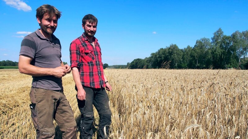 Jan-Dirk und Carsten Bühning bei der Getreideernte. – Bild: NDR/​Christian Pietscher
