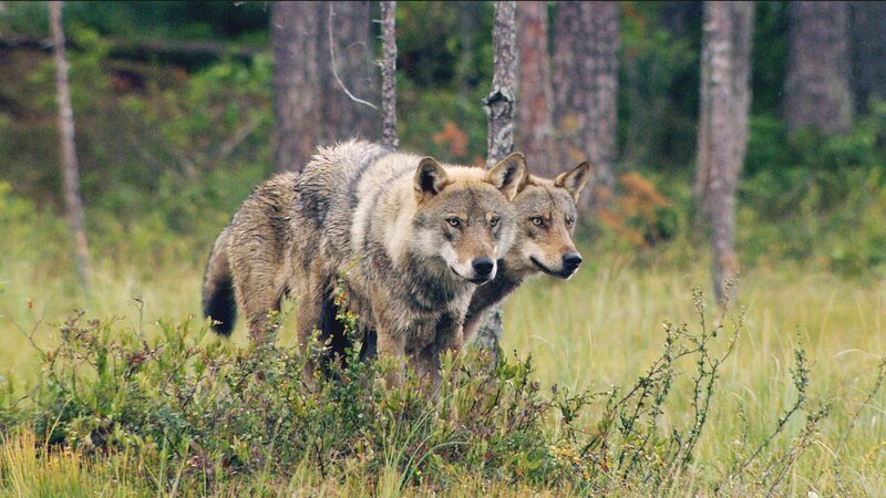 Wolves – Bild: CuriosityStream Inc.