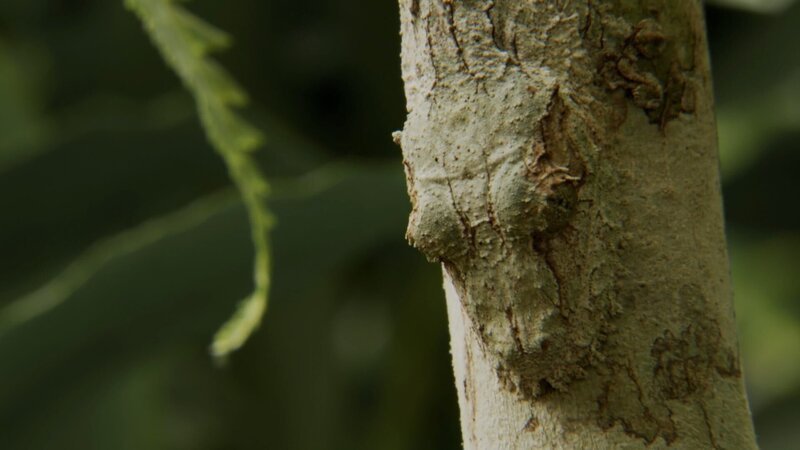 Blattschwanz-Geckos beherrschen die Tarnung so perfekt, dass sie kaum zu erkennen sind. – Bild: ZDF und Off the Fence.