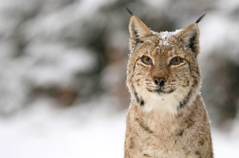 Nahaufnahme eines Eurasischen Luchses (Lynx lynx) im Schnee – Bild: CTL Productions /​ © CTL Productions
