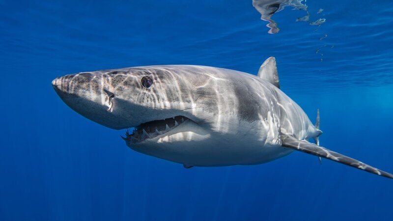 Weißen Hai. – Bild: Warner Bros. Discovery