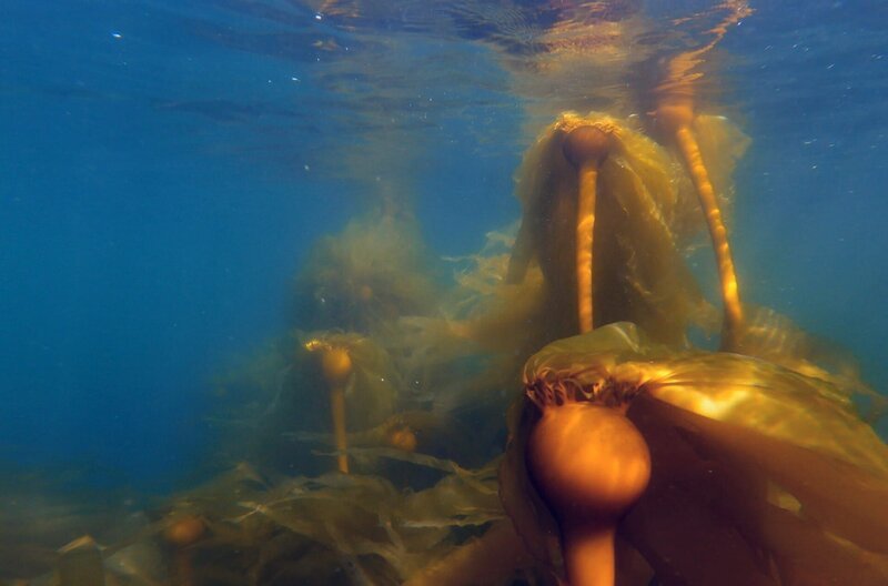Seetang bildet die Grundlage der Nahrungskette im Pazifik. Er besitzt gasgefüllte Schwimmkörper. – Bild: Florianfilm /​ Seetang bildet die Grundlage der Nahrungskette im Pazifik. Er besitzt gasgefüllte Schwimmkörper.