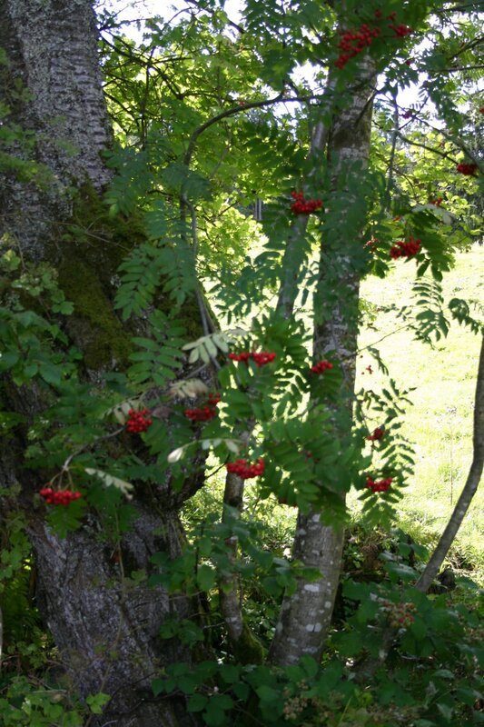 Die Eberesche ist ein Baum oder ein Strauch mit leuchtend roten Früchten und gefiederten Blättern. – Bild: BR/​Annette Goossens