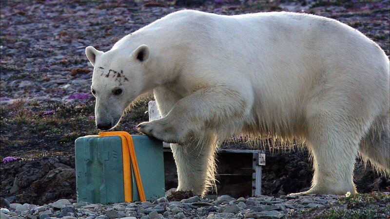 Als wüsste er genau, wie man Kühlboxen öffnet: Nahezu routiniert geht ein Eisbär im Nordwesten Grönlands vor, um an den Inhalt der Vorratskiste zu kommen. – Bild: hr-Fernsehen