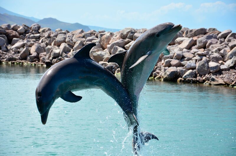 Springende Delfine auf St. Kitts in der Karibik. – Bild: BR/​Stephan Rebelein