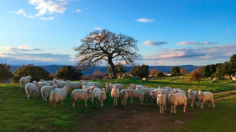 Sardische Schafe warten auf das morgendliche Melken. – Bild: NDR/​ARTE/​Marvin Entholt