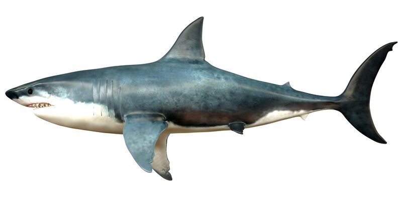 Megalodon is an extinct species of shark that grew to 18 meters or 59ft and lived in the Cenozoic Era. – Bild: CoreyFord /​ iStockphoto /​ Getty Images