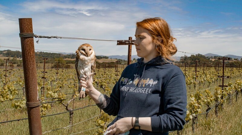 Eine Schleiereule sitzt auf der Hand einer Eulenforscherin in einem Weinanbaugebiet im Napa Valley. – Bild: Längengrad Filmproduktion/​BR