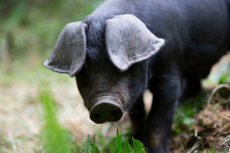 Piglet with ears across eyes – Bild: Oxford Scientific Films