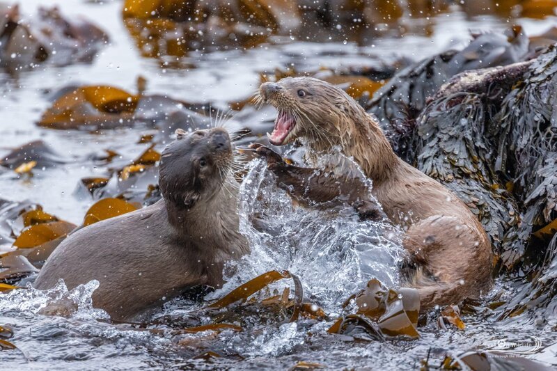Spaß oder ernst? Zwei Otter tollen herum. – Bild: Martina Andrés /​ Doclights Naturfilm /​ Terra Mater Studios GmbH