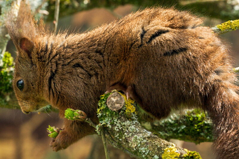 Die Eiche - Mein Zuhause – Bild: SRF2