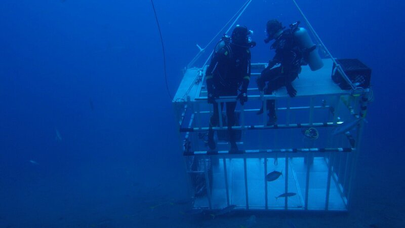 Divers sit on top of cage on ocean floor. – Bild: Discovery Channel /​ Discovery Communications