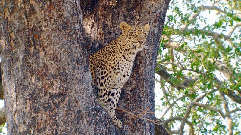 Leoparden halten sich gerne im Bäumen auf, um ihr Revier im Blick zu haben und vor Feinden sicher zu sein. Sie können sehr gut klettern und töten Beutetiere oft durch einen gezielten Sprung vom Baum und einen Biss in den Nacken des Beutetieres. – Bild: ORF/​ZDF/​Lion Mountain Media 2019 /​ PETER LAMBERTI & HARDUS VERMAAK