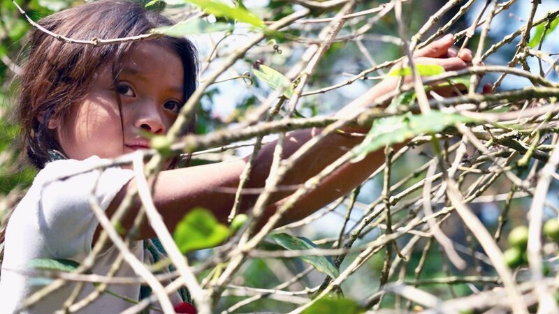 In Guatemala ist besonders in der Kaffeelandwirtschaft Kinderarbeit ein großes Problem, das trotz Fairtrade in den letzten Jahren noch gestiegen ist. – Bild: ORF/​Fairtrade Österreich