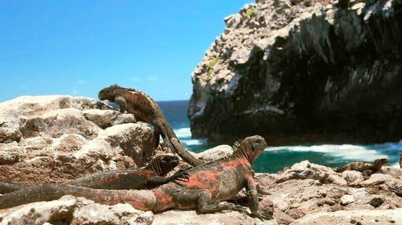 Berühmt sind die Galapagos-Inseln auch durch ihre Meerechsen. – Bild: phoenix/​ZDF/​Casey Anderson