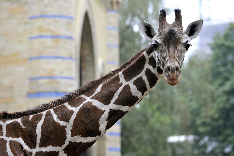 Bei den Giraffen im Zoo Berlin ist endlich der erhoffte Nachwuchs zur Welt gekommen! Rund sechs Monate später als erwartet, hat Giraffenkuh Kibaja endlich ihr drittes Jungtier geboren. – Bild: BR/​rbb/​Thomas Ernst