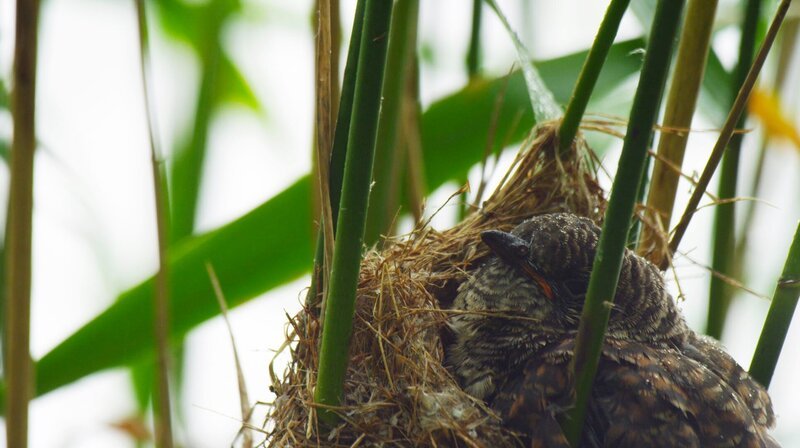 Der heimische Kuckuck füllt das ganze Nest des Teichrohrsängers aus. Er ist vielemale größer wie seine Zieheltern. – Bild: WDR/​Medienproduktion/​Dietmar Nill