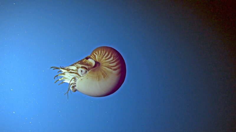 Ein lebendes Fossil im freien Wasser, die Nautilus-Tintenschnecke. – Bild: ZDF und NHK./​NHK
