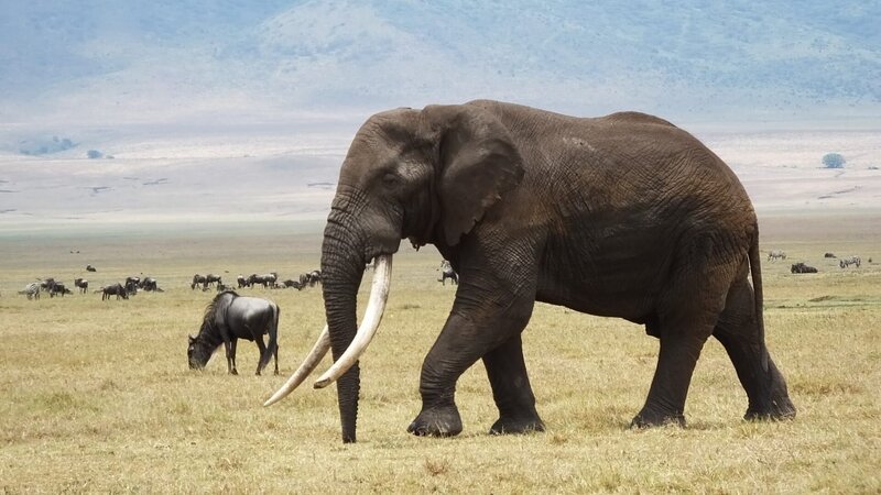 An elephant in Tanzania. – Bild: Todd Stanley /​ Animal Planet /​ Photobank 34441_ep102_010.jpg /​ Discovery Communications