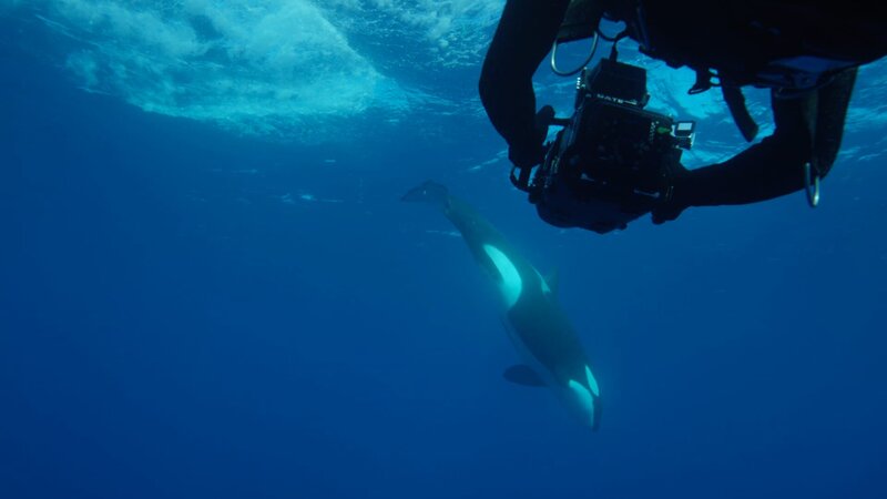 Killer of the Great White – Bild: Discovery Channel