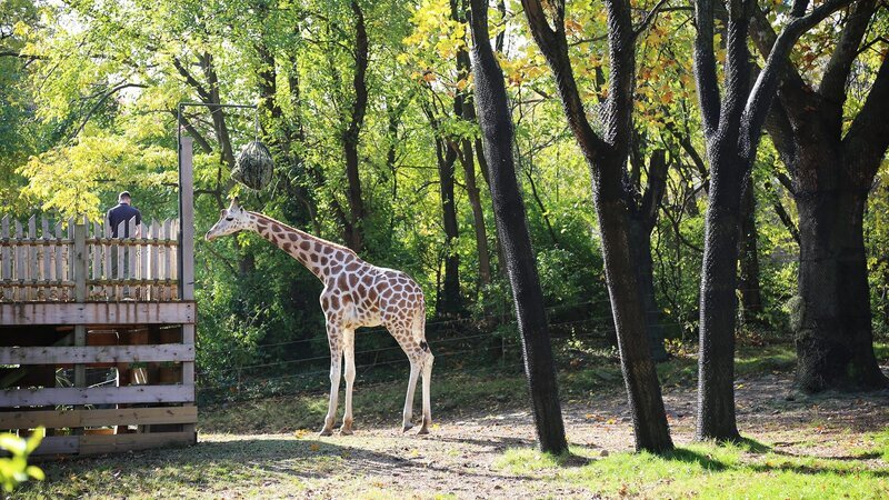 Giraffen – Bild: Warner Bros. Discovery
